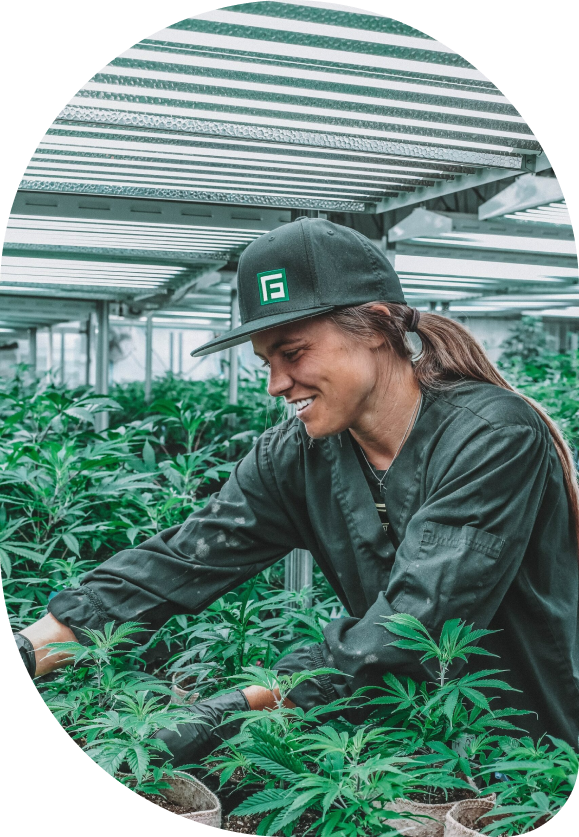 Cannibus indoor farming